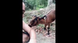 The Amazing And Friendly Goat