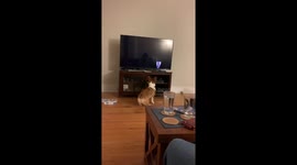 That bytes! Corgi doesn't understand TV loading screen