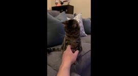 Finn the cat says NO. NO.