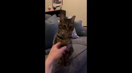 Finn the cat does NOT want his chest rubbed.