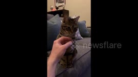 Newsflare Edit - Finn the cat does NOT want his chest rubbed.