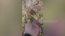 UK bird lover feeds family of robins by hand to pass the time