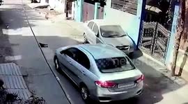Caught on camera: Cruel car driver runs over sleeping dog, pack comes to canine's rescue in central India