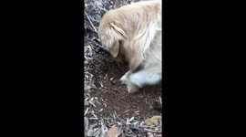 Golden retriever with me in the forest looking for young bamboo!!