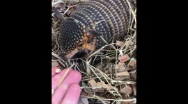 Cute armadillo loves cheerios