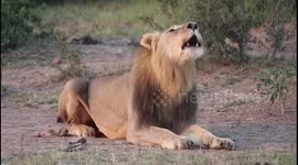 Male lion vocalizing