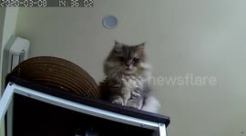 Persian cat sits ominously watching owner's CCTV camera