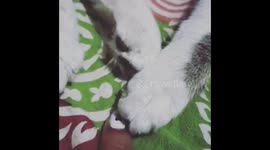 Cute cat doesn't want to loose