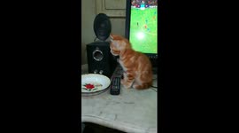 Kitties Watch Match With Owner