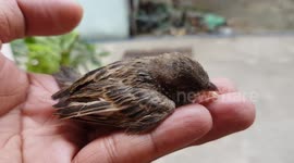 Saving a bird from hungry cats