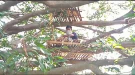 Indian workers quarantine themselves in tree after returning to their village