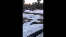 Confrontational stand off between cat and deer