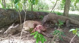 Terrifying full footage of Komodo dragons eating an alive baby deer