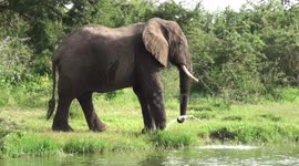 Elephant playfully squirts water in two directions at once, by squeezing trunk tip, apparently just for fun.