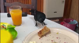 Amazing civilized crow in Argentina eats and drinks at the table