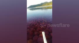 Thousands of pink jellyfish fill waters deserted by tourists in the Philippines during COVID-19 pandemic