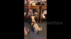 You're real aren't you! Hilarious dog in Connecticut barks at a realistic cat pillow