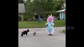 Quarantined woman in Florida walks dogs as inflated UNICORN to avoid coronavirus