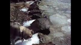 Alaskan Malamute Sojou My Best Friend COVID-19 building alliances