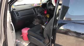 Smart pet dog helps his owner set up a market stall every day