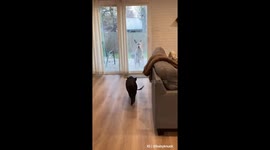 This dog and pig are best friends and do everything together