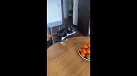 Day 10 of the lockdown, when you find yourself talking to strange things...