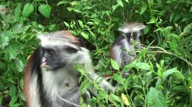 Hungry Mum scoffs leaves greedily while her infant plays nearby - Zanzibar Red Colobus Monkeys at home in Jozani Forest.
