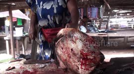 Wet markets of Africa and Asia give viruses from many species a chance to infect humans when butchering wild animals such as this soft-shell river turtle being cut open alive in Ouesso, Congo.