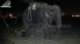 Elephant celebrates first year of freedom after enduring 40 years of abuse