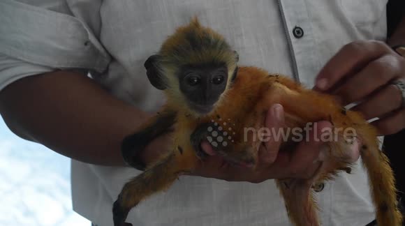 Indonesian conservation centre rescues several baby monkeys from illegal trafficking
