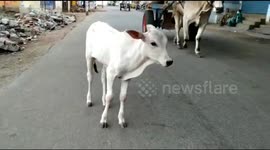 Heartwarming moment lost calf reunited with its mother in India