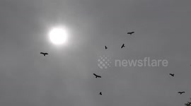 Bird flying in a cloudy weather. Sun is on the background.
