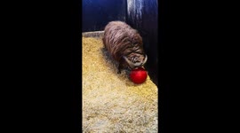 Playful sheep in Norway viciously attacks a toy ball