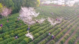 江苏句容：当浪漫“樱花”遇上清新“茶园” 邂逅最美人间四月天！