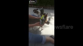 Mini jaripeo en casa