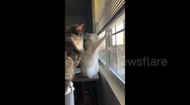 How Himaya feels about being quarantined with her sister.