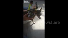 Bored man attaches doll to his dog IN Mexico and dog HATES it