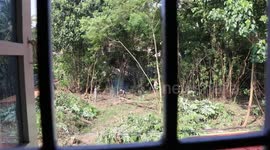 Tree Cutting Timelapse Video