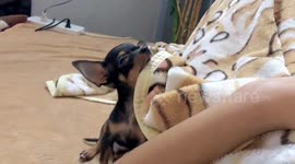 Shy teacup chihuahua