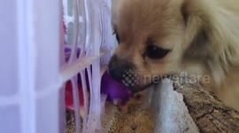 Loving pet dog kisses coloured hens in the Philippines