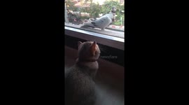 Kitten watches pigeon through apartment window