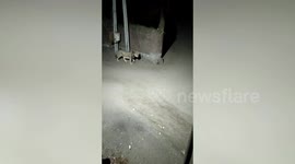 Predator roams streets in Western India