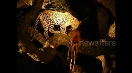 Leopards feeding on an Impala kill up in a Marula tree during our Safari