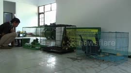 TRADE 4 OWA tails and 3 tails of ANIMAL KNEE PROTECTED IN RIAU, INDONESIA