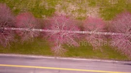 Stunning aerial footage of cherry blossoms starting to bloom in New York. Spring has arrived!