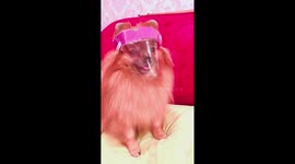 Pomeranian puppy wears homemade pink Covid-19 face mask