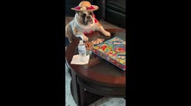 When your dogs get creative during the quarantine.