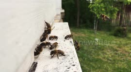 Bees entering the beehive bringing polen and honey
