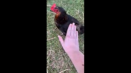 begging a chicken for friendship