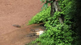 squirrels and bird eating food